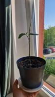 Drzewko cytrynowe 🌱